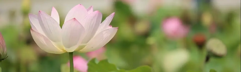 Imagem do banner do Usuário